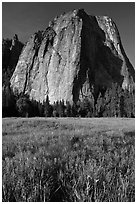 Irises and Cathedral Rocks. Yosemite National Park, California, USA. (black and white)