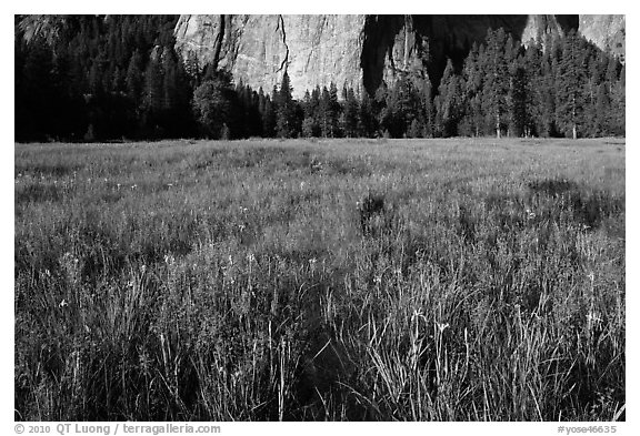 Irises, flooded El Capitan Meadow, and Cathedral Rocks. Yosemite National Park, California, USA.