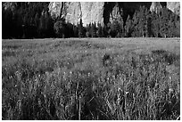 Irises, flooded El Capitan Meadow, and Cathedral Rocks. Yosemite National Park, California, USA. (black and white)