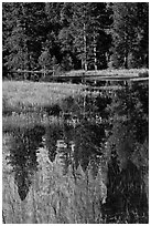 Cathedral Rocks reflected in seasonal pond. Yosemite National Park, California, USA. (black and white)