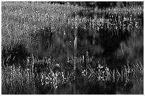 Irises, seasonal pond, and reflections. Yosemite National Park, California, USA. (black and white)