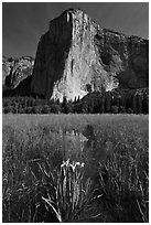 Irises, flooded meadow, and El Capitan. Yosemite National Park, California, USA. (black and white)