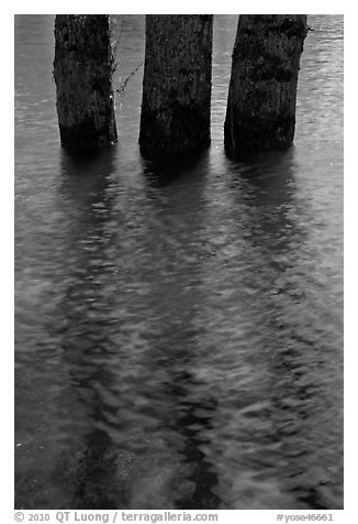 Three flooded tree trunks. Yosemite National Park (black and white)