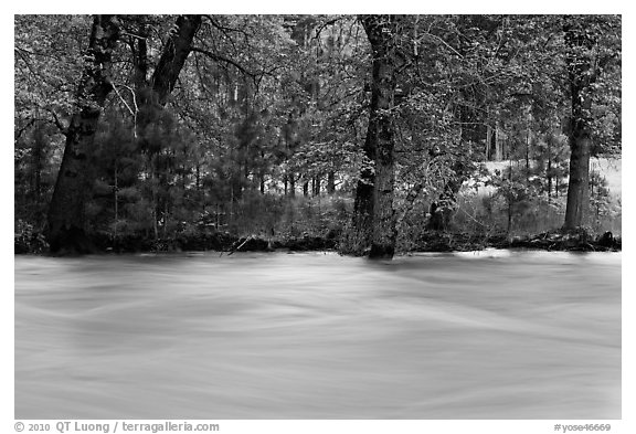 Merced River and trees on bank at sunset. Yosemite National Park (black and white)