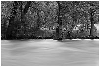 Merced River and trees on bank at sunset. Yosemite National Park ( black and white)
