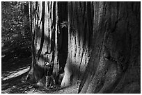 Hiker at the base of sequoias in Merced Grove. Yosemite National Park, California, USA. (black and white)