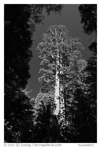 Giant sequoia in Merced Grove. Yosemite National Park (black and white)