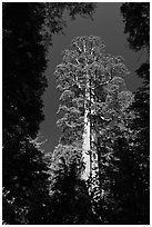 Giant sequoia in Merced Grove. Yosemite National Park ( black and white)
