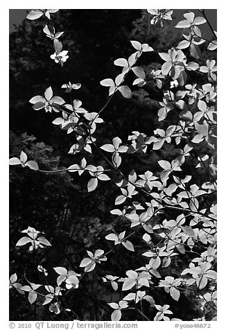 Backlit dogwood leaves and blooms, Merced Grove. Yosemite National Park (black and white)