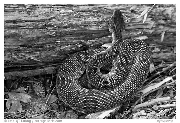 Rattlesnake. Yosemite National Park (black and white)
