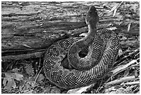 Rattlesnake. Yosemite National Park, California, USA. (black and white)
