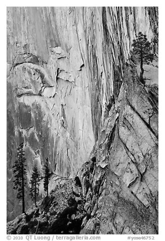 Trees and cliff, Diving Board. Yosemite National Park (black and white)