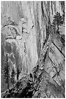 Trees and cliff, Diving Board. Yosemite National Park ( black and white)