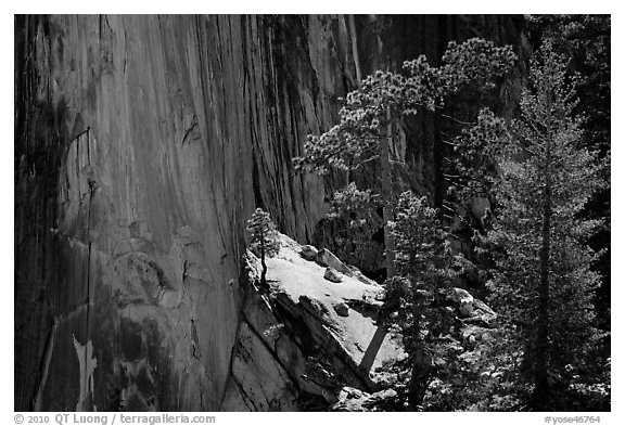 Pine trees and Half-Dome face. Yosemite National Park (black and white)