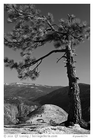 North Dome framed by pine tree. Yosemite National Park (black and white)