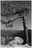 North Dome framed by pine tree. Yosemite National Park ( black and white)
