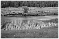 Hills reflected in stream, Lyell Canyon. Yosemite National Park ( black and white)