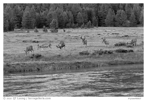 Herd of deer in meadow, Lyell Fork of the Tuolumne River. Yosemite National Park (black and white)