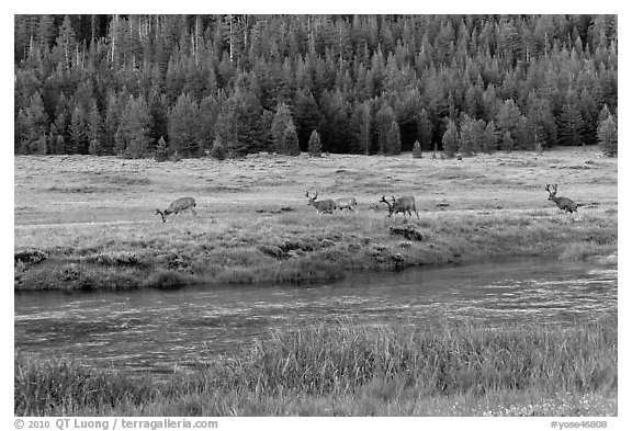 Deer herd at sunset, Lyell Canyon. Yosemite National Park (black and white)
