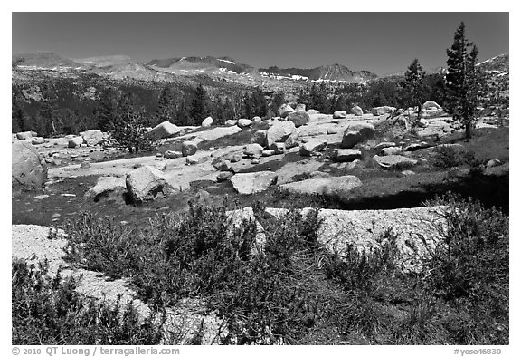 Alpine flowers and high Sierra range from pass. Yosemite National Park (black and white)