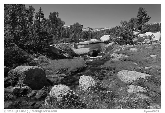 Stream and alpine meadow. Yosemite National Park (black and white)