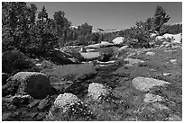 Stream and alpine meadow. Yosemite National Park ( black and white)