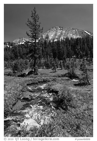 Stream and lush meadow, Lewis Creek. Yosemite National Park (black and white)