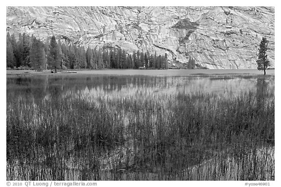 Reeds and reflecions, Merced Lake. Yosemite National Park (black and white)