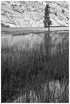 Tree and reflections, Merced Lake. Yosemite National Park ( black and white)