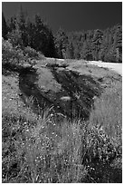 Wet rock slab and wildflowers. Yosemite National Park ( black and white)