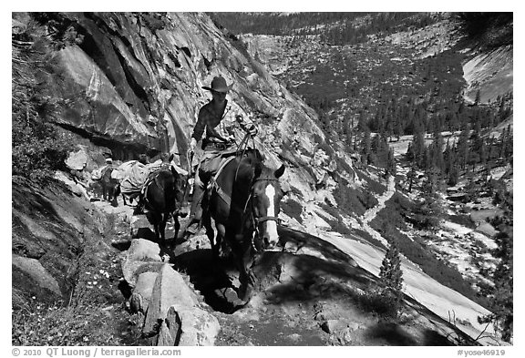 Woman leading horse pack train on trail, Upper Merced River Canyon. Yosemite National Park (black and white)