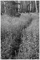 Dense wildflowers in forest. Yosemite National Park ( black and white)
