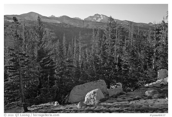 Sunrise over forest and peaks. Yosemite National Park (black and white)
