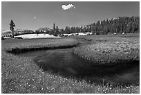 Wildflowers and stream in alpine meadow near Lower Cathedral Lake. Yosemite National Park ( black and white)