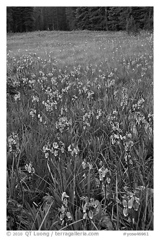 Shooting stars, Summit Meadow. Yosemite National Park (black and white)