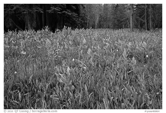 Flowers and forest edge, Summit Meadows. Yosemite National Park (black and white)