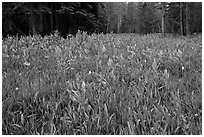 Flowers and forest edge, Summit Meadows. Yosemite National Park ( black and white)