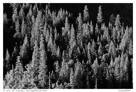 Pine trees on slope, Wawona. Yosemite National Park (black and white)