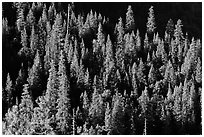 Pine trees on slope, Wawona. Yosemite National Park ( black and white)