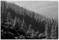 Forested slopes, Wawona. Yosemite National Park ( black and white)
