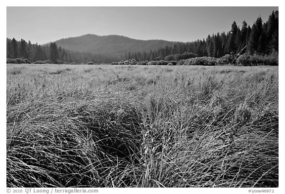 Wavona meadow in summer, morning. Yosemite National Park, California, USA.