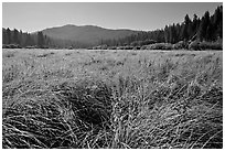 Wavona meadow in summer, morning. Yosemite National Park ( black and white)