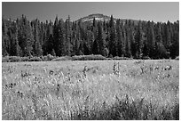 Wawona Dome viewed from Wawona meadow. Yosemite National Park ( black and white)