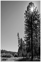 Sun through pine tree on edge of Wawona meadow. Yosemite National Park ( black and white)