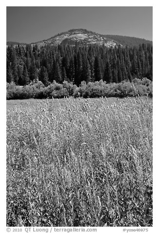 Wawona meadow, wildflowers, and Wawona Dome. Yosemite National Park (black and white)