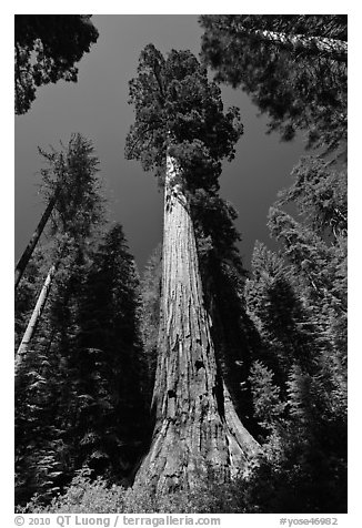 Giant Sequoia trees in summer, Mariposa Grove. Yosemite National Park, California, USA.