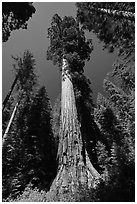 Giant Sequoia trees in summer, Mariposa Grove. Yosemite National Park ( black and white)