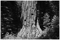 Base of Giant Sequoia tree (Sequoiadendron giganteum) Mariposa Grove. Yosemite National Park, California, USA. (black and white)