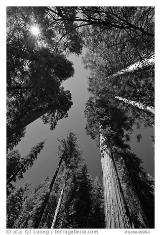 Looking up Giant Sequoia forest. Yosemite National Park (black and white)