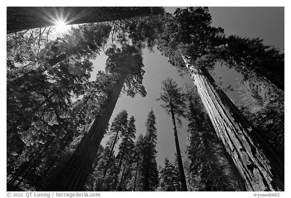 Sun and forest of Giant Sequoia trees. Yosemite National Park (black and white)